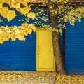 Vivid wall of building with bright yellow door, tree, falling leaves. Leaf fall, autumn