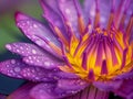 Vivid Water Lily Close-up with Dew Drops Royalty Free Stock Photo