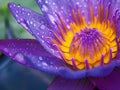 Vivid Water Lily with Dew Drops Royalty Free Stock Photo