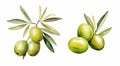 Vivid watercolor depiction of fresh olives and leaves, skillfully isolated on a pure white background Royalty Free Stock Photo