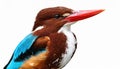 Vivid Whitethroated Kingfisher on White Background, Stunning Display of Feathers and Colorful Plumage against a Solid Backdrop, Royalty Free Stock Photo