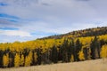 Yellow aspen and green pine trees at Snowbowl, Flagstaff, Arizona. Royalty Free Stock Photo