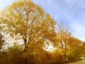 Vivid yellow autumn fall in the park. Colourful trees in the street against blue sky.