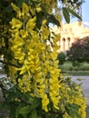 Vivid yellow blooming bush near the opera house. Royalty Free Stock Photo