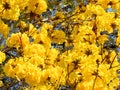 Vivid Yellow Blossoms Royalty Free Stock Photo