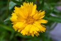 Vivid Yellow Calendula Flower in Soft Natural Light