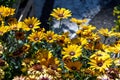 Vivid yellow flowers of Dimorphotheca ecklonis or Osteospermum, known as Cape marguerite, Sundays river daisy, blue and white dais Royalty Free Stock Photo