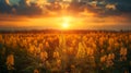 A field of yellow flowers under a setting sun Royalty Free Stock Photo