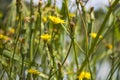 Vivid Yellow Flowers and Green Leaves  at Spring time Royalty Free Stock Photo