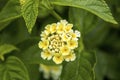 Vivid Yellow Flowers and Green Leaves  at Spring time Royalty Free Stock Photo