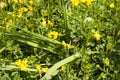 Vivid Yellow Flowers and Green Leaves  at Spring time Royalty Free Stock Photo