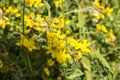 Vivid Yellow Flowers and Green Leaves  at Spring time Royalty Free Stock Photo