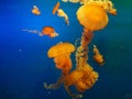 Vivid Yellow Jellyfish on Blue Background Royalty Free Stock Photo