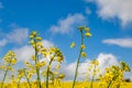 Vivid yellow oilseed rape/canola flowers Royalty Free Stock Photo