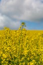 Vivid yellow oilseed rape/canola flowers Royalty Free Stock Photo