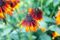 Vivid yellow and orange delicate echinacea flowers in soft focus in a garden in a summer day