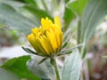 Vivid yellow outdoor garden flower on blurred green leaves background.