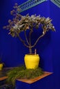 Vivid yellow planter, Marrakesh