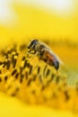 Vivid yellow Sunflower with honey bee pollinate mirco photo close up shot busy bumblebee