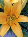 Vivid yellow tiger lily in closeup Royalty Free Stock Photo