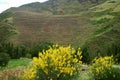 Vivid yellow wild flowers blooming against stepped agricultural terraces on the mountainside of Sacred Valley of the Incas, Cusco