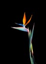 bird of paradise flower long stem closeup Royalty Free Stock Photo