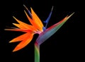 Vividly colored Bird of paradise flower closeup black background