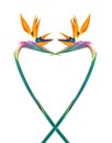 Vividly colored bird of paradise flower design on white background