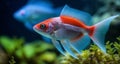 Vividly colored fish swimming in an underwater world Royalty Free Stock Photo
