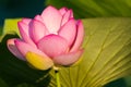 Beautiful Japanese Lotus Flower at Sunrise