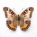 Vividly Patterned Common Buckeye Butterfly On White Background