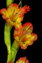 The Vividness of the Gladiolus against a Black Backdrop