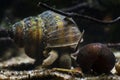 Viviparous freshwater river snail, plankton feeder and algae eater, important aquatic mollusk search for food Royalty Free Stock Photo