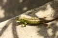 Viviparous Lizard