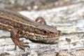 Viviparous lizard