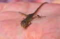 Viviparous lizard baby in the hands of a human Royalty Free Stock Photo