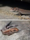 Viviparous lizard. Baby of Zootoca Vivipara