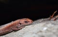 Viviparous lizard