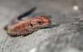 Viviparous lizard