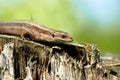 Viviparous lizard (Lacerta vivipara)