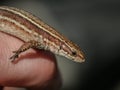 The viviparous lizard latin name-: Zootoca vivipara