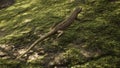 A viviparous lizard stands on a stone overgrown with moss in the morning sunny forest. A lizard standing on a stone in a