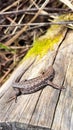 Viviparous lizard in the sun Royalty Free Stock Photo