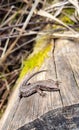 Viviparous lizard in the sun Royalty Free Stock Photo