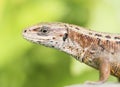 Viviparous lizard