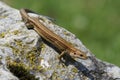 Viviparous lizard - Zootoca vivipara