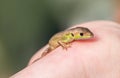 Viviparous lizard baby in the hands of a human Royalty Free Stock Photo