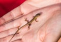 Viviparous lizard baby in the hands of a human