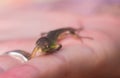 Viviparous lizard baby in the hands of a human