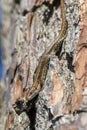 Viviparous lizard - Zootoca vivipara - sits upside down on a pine tree - Pinus sylvestris